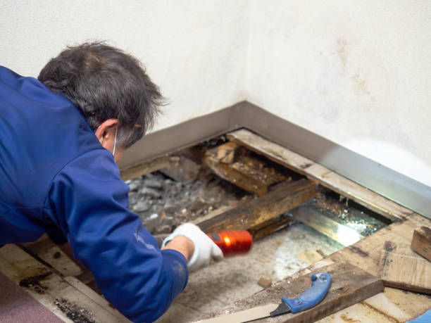 Best Attic Mold Removal  in Wtell, LA