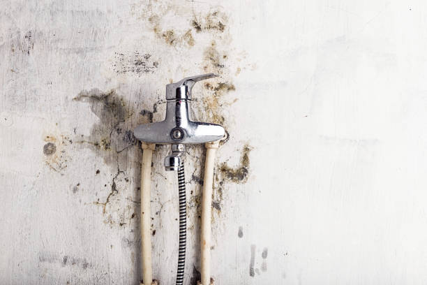 Best Fast Mold Removal  in Wtell, LA