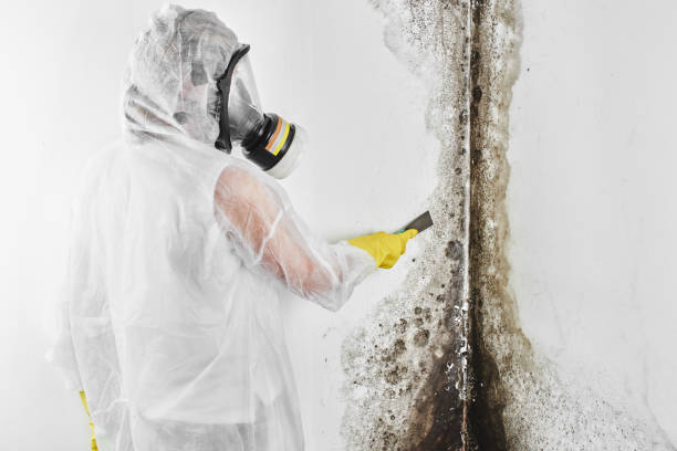 Best Home Mold Removal  in Wtell, LA