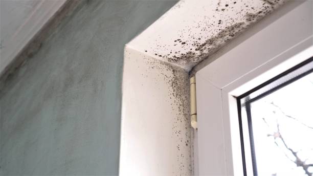 Best Fast Mold Removal  in Wtell, LA
