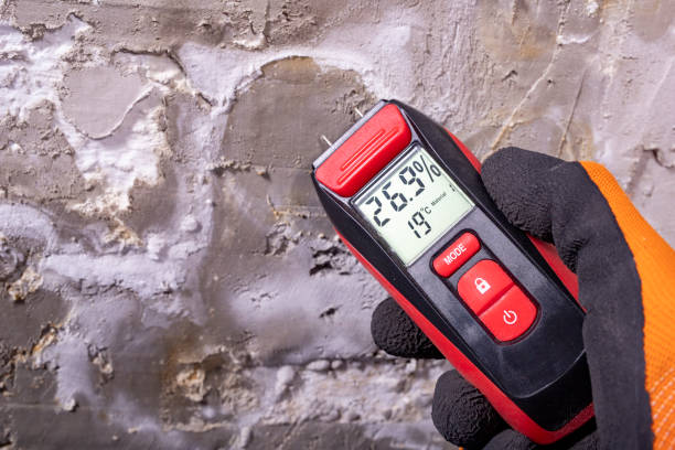 Best Black Mold Removal  in Wtell, LA
