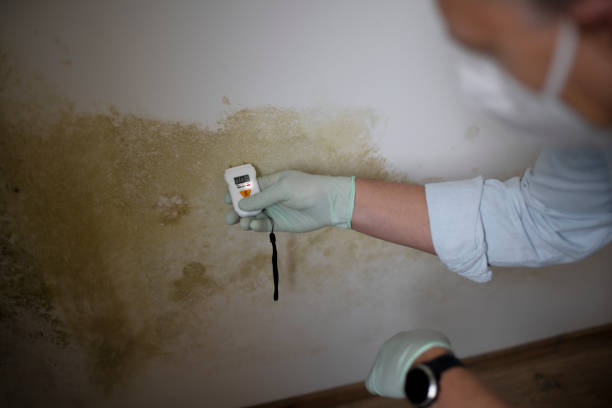 Best Affordable Mold Removal  in Wtell, LA