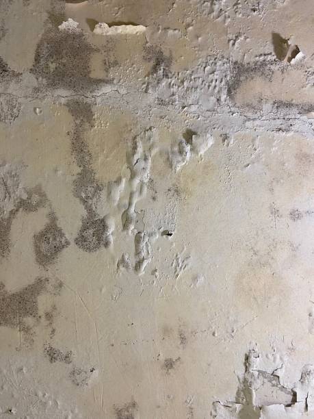 Best Emergency Mold Removal  in Wtell, LA