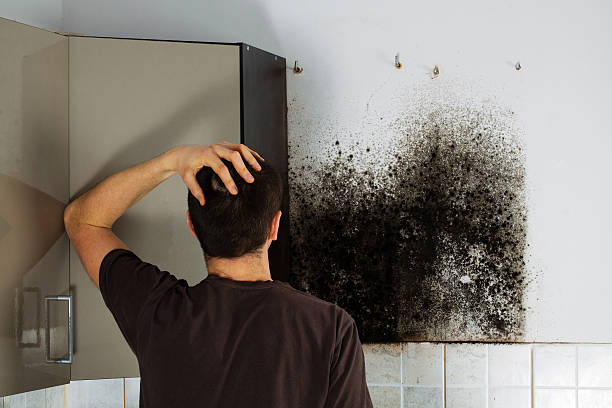 Best Mold Remediation  in Wtell, LA