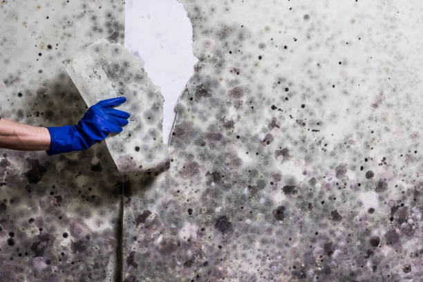 Best Office Mold Removal Services  in Wtell, LA