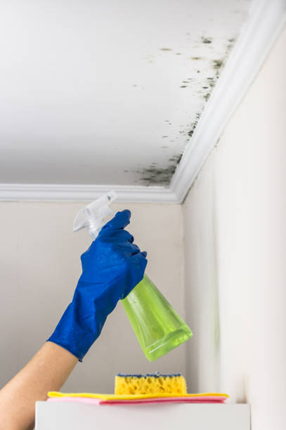 Professional Mold Removal in Lawtell, LA